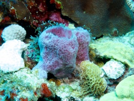 Purple Vase Sponge IMG 2998